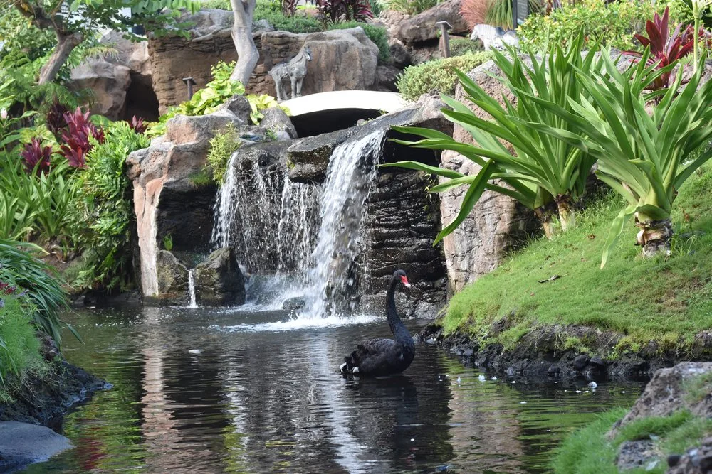 Custom tropical rock waterfall and pond with a black swan, built by New Leaf Ventures